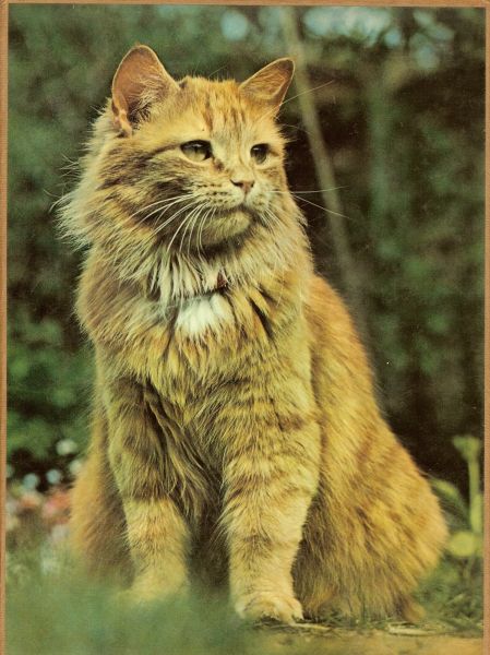 Sayer , Angela .. Vertaling J. Honders, - De kleurrijke wereld van de kat.