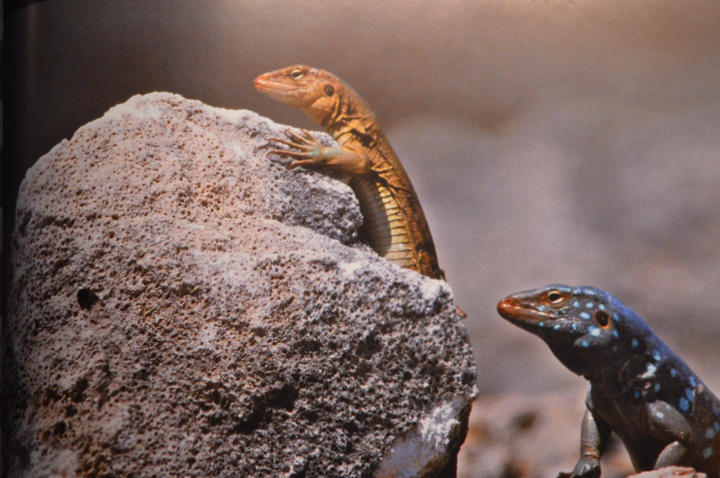 Ditzhuijzen, J. van - Oog op Aruba Bonaire Curacao / geschiedenis, cultuur en natuur van de ABC-eilanden