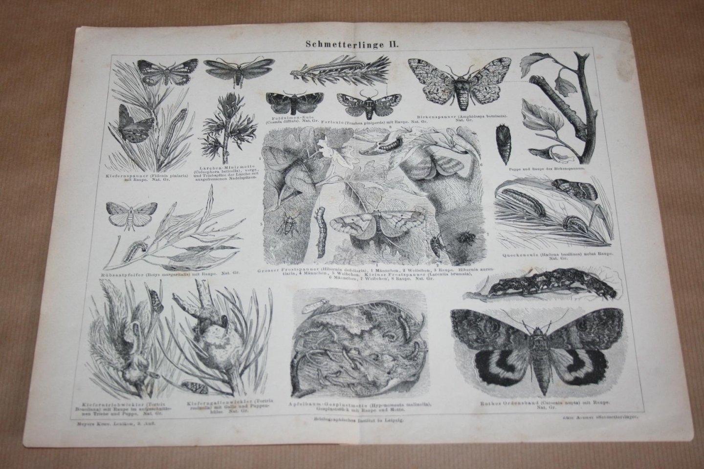  - 2 antieke prenten - Diverse soorten vlinders     - Circa 1875