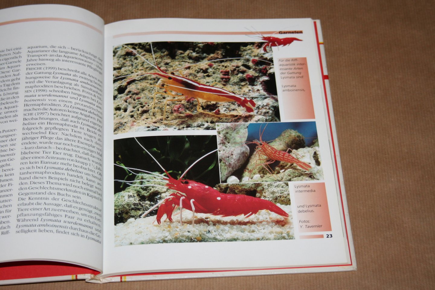 J. Frische - Garnelen und Krebse im Meerwasseraquarium