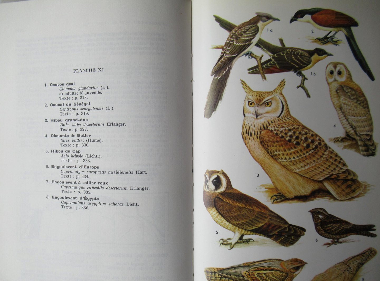 R.D. Etchécopar - F. Huë - Les Oiseaux du Nord de l' Afrique de la Mer Rouge aux Canaries