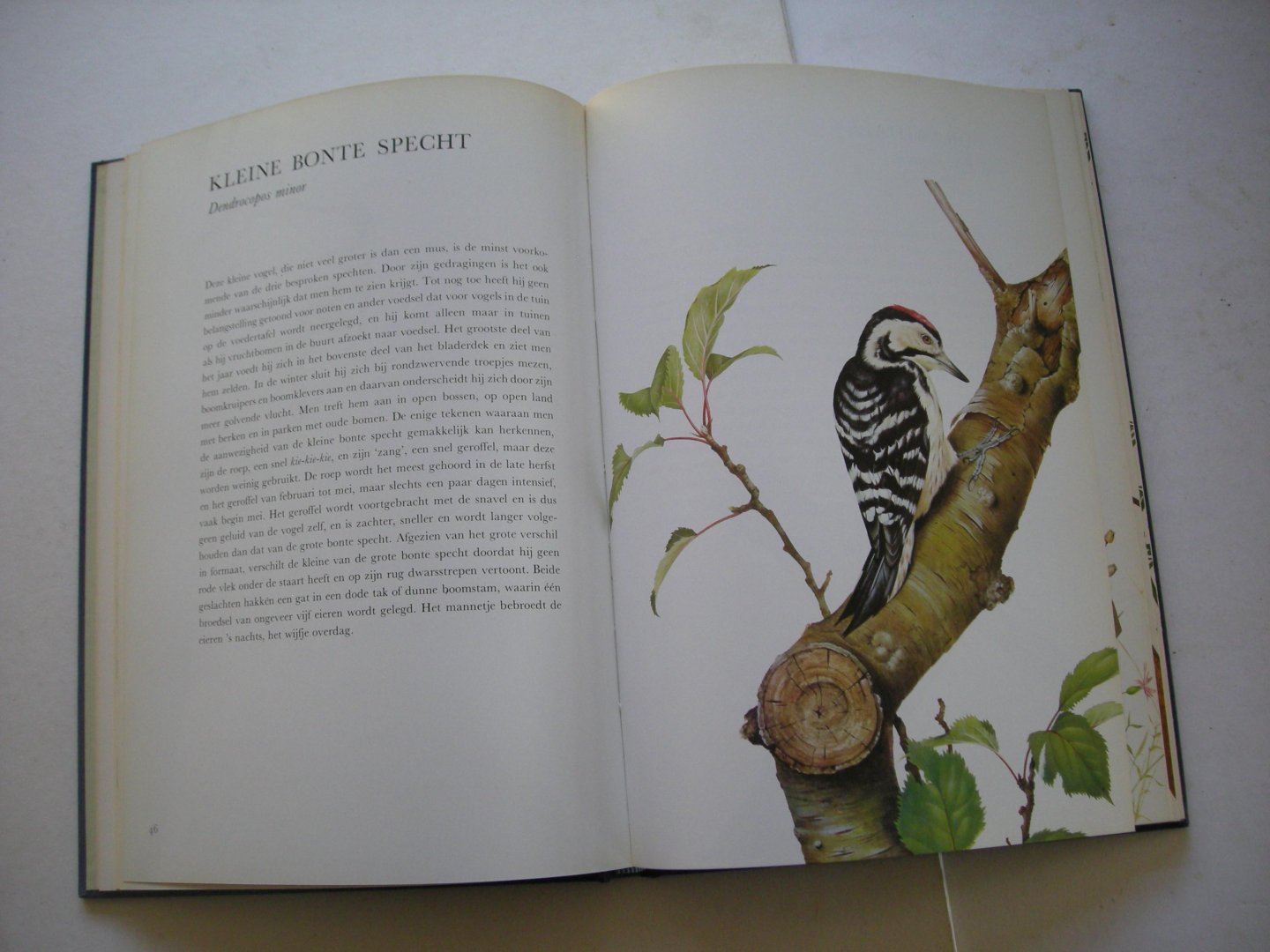 Mitchell, A. tekst / Lambert, T. illustr. / vert.uit het Engels - Lambert's vogels van bos en tuin.