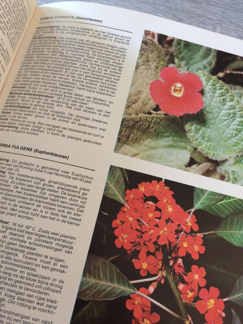 Pizetti - Handboek van kamerplanten cactussen / druk 1