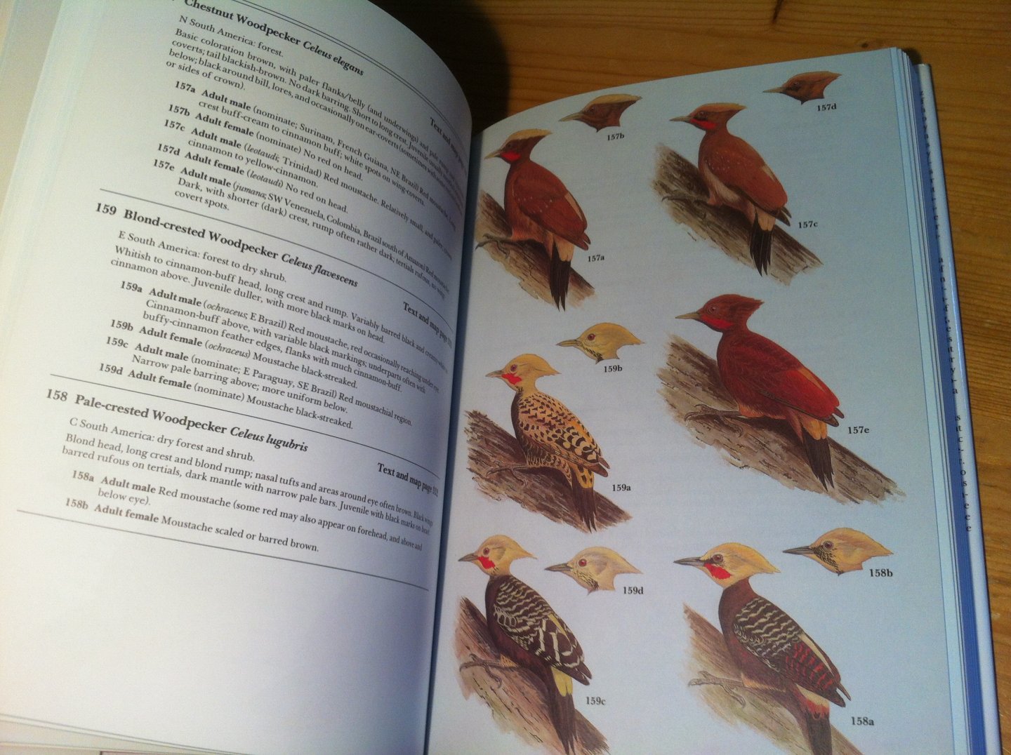 Winkler, Hans & David A Chistie & David Nurney - Woodpeckers - A Guide to the Woodpeckers, Piculets and Wrynecks of the World