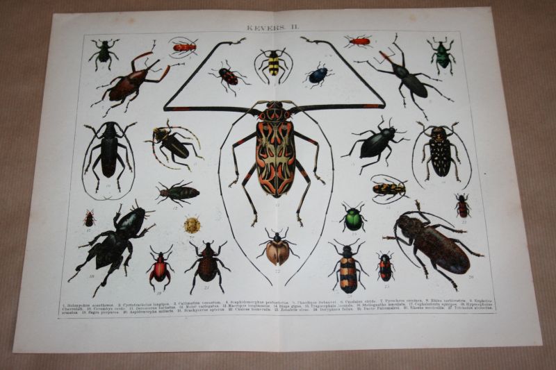  - 2 antieke kleuren lithografieën - Kevers   - circa 1905