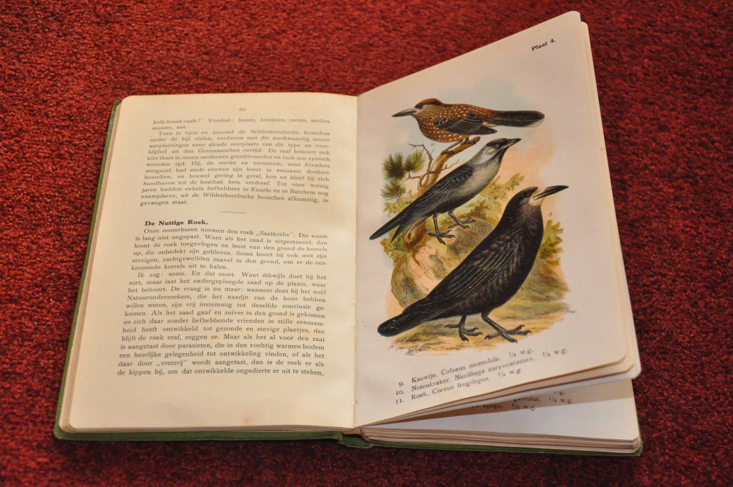 Zwart, Kerst - Vogelboek