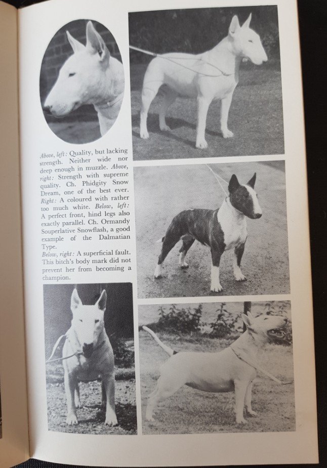 Horner, Tom - All about the Bull Terrier