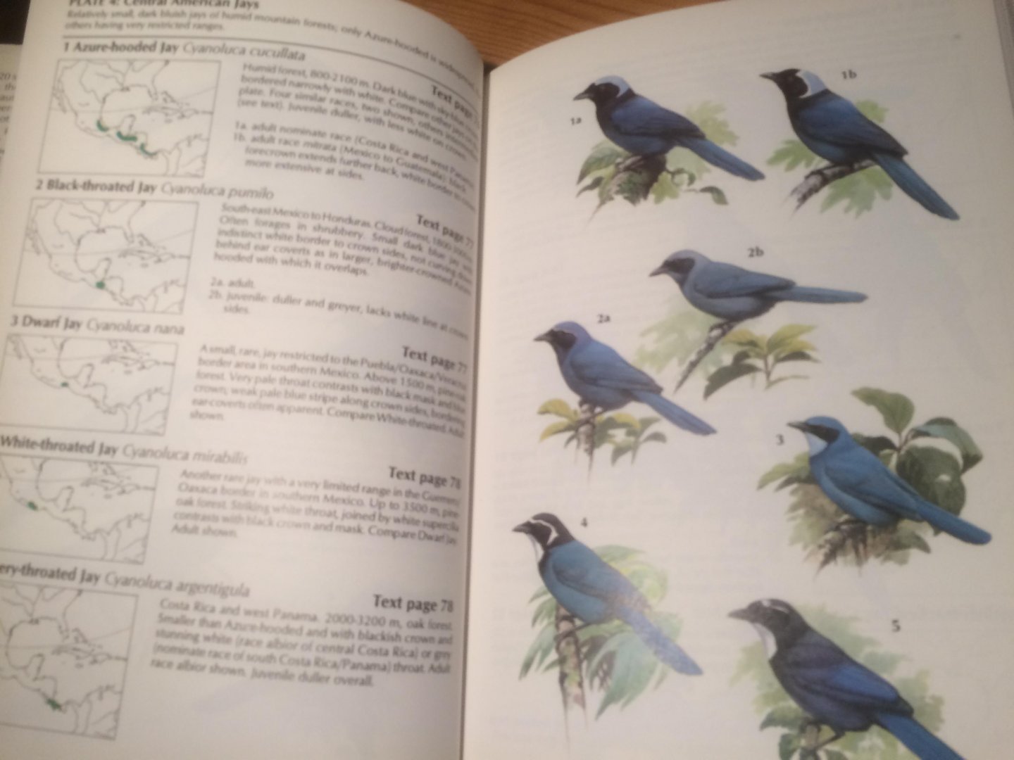 Madge, Steve & Hilary Burn - Crows and Jays - A Guide to the Crows, Jays and Magpies of the World