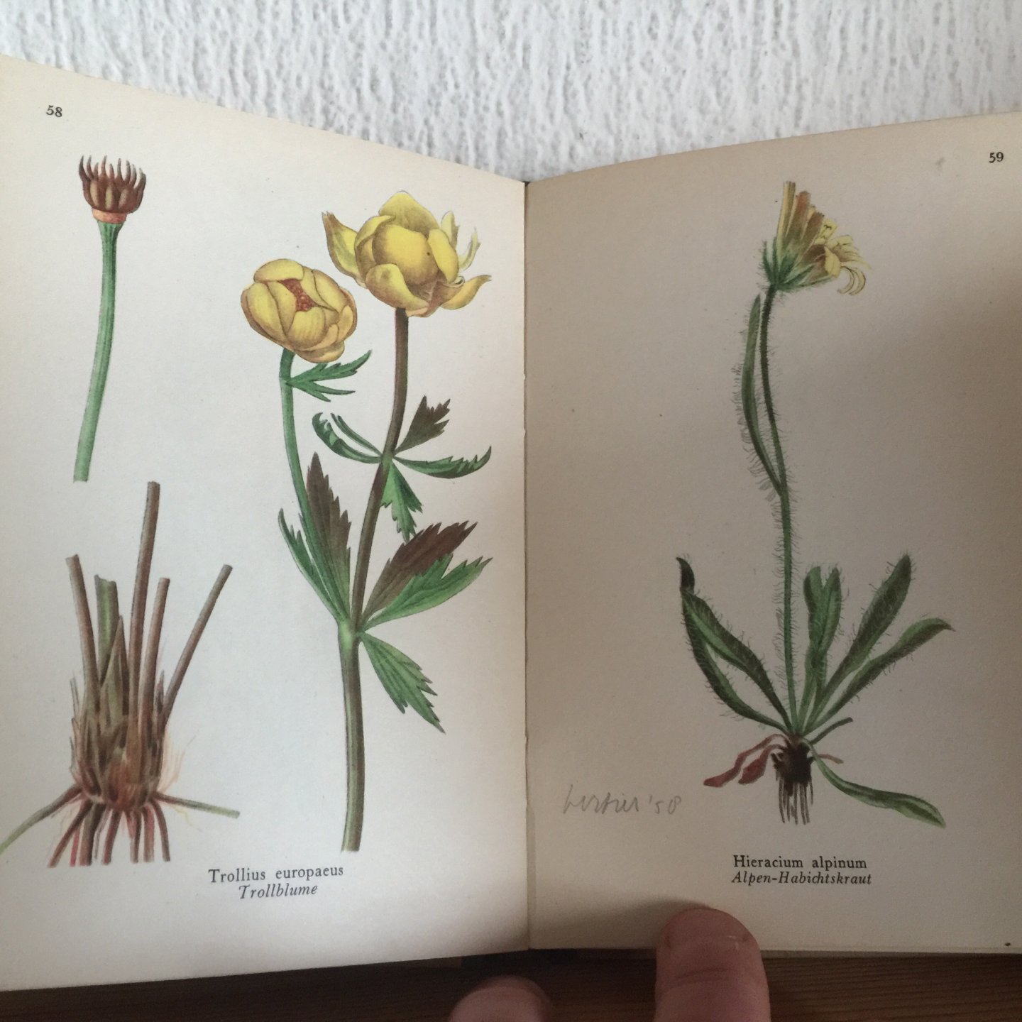 Ferdinand Götting - Pflanzenbilder aus den Ostalpen