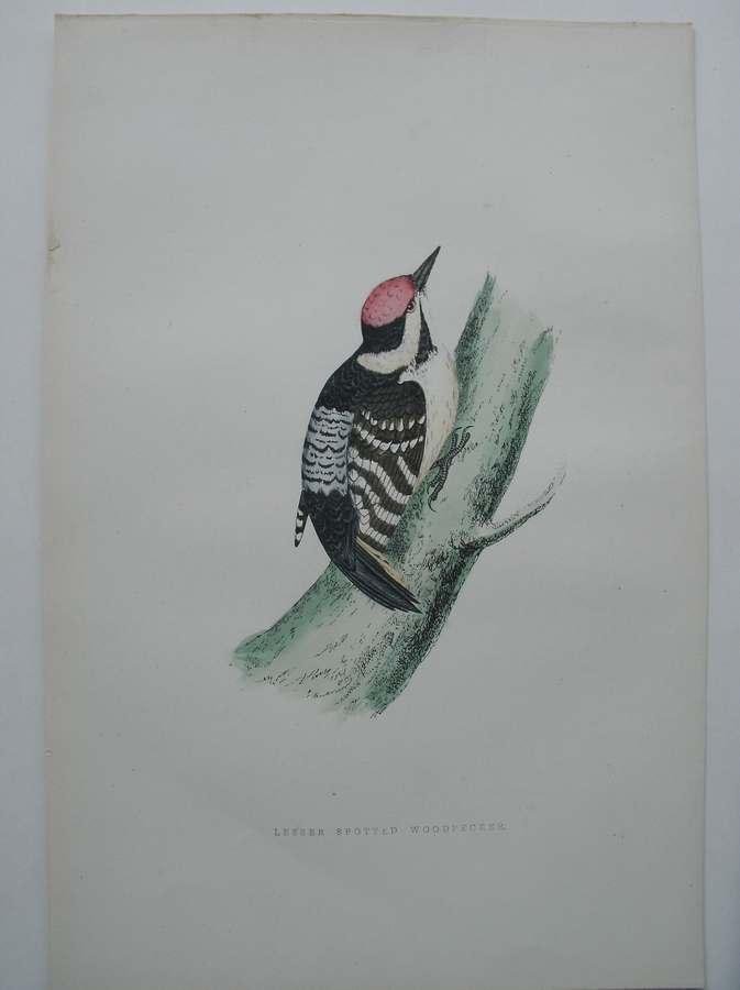 antique bird print. - Lesser spotted woodpecker. Antique bird print. (Kleine bonte specht).