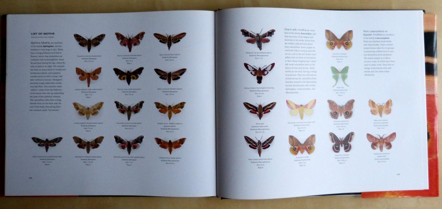 Scheer, Joseph - Night Visions - The Secret Designs of Moths (de geheime ontwerpen van motten)