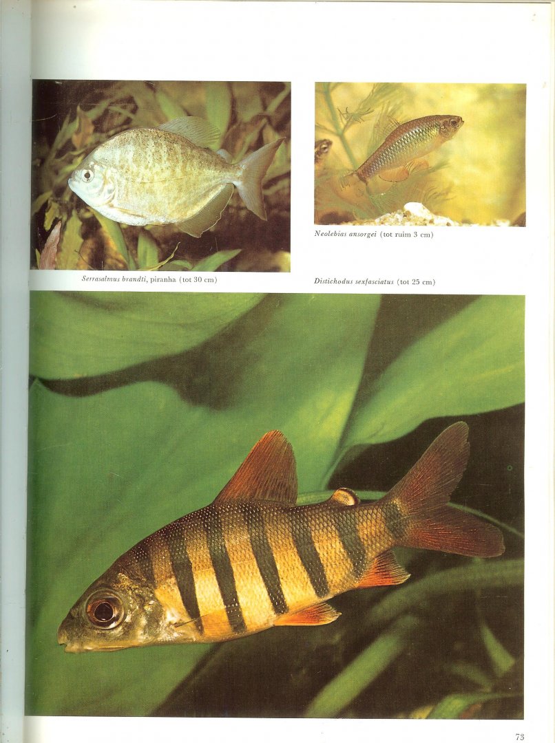 Gilbert John  en Raymond Legge  .. Vertaling  H.J. de Kreek   onder supervisie van Frank  de Graaf - Elseviers aquariumboek  ..  Een handleiding voor houders van een tropisch aquarium
