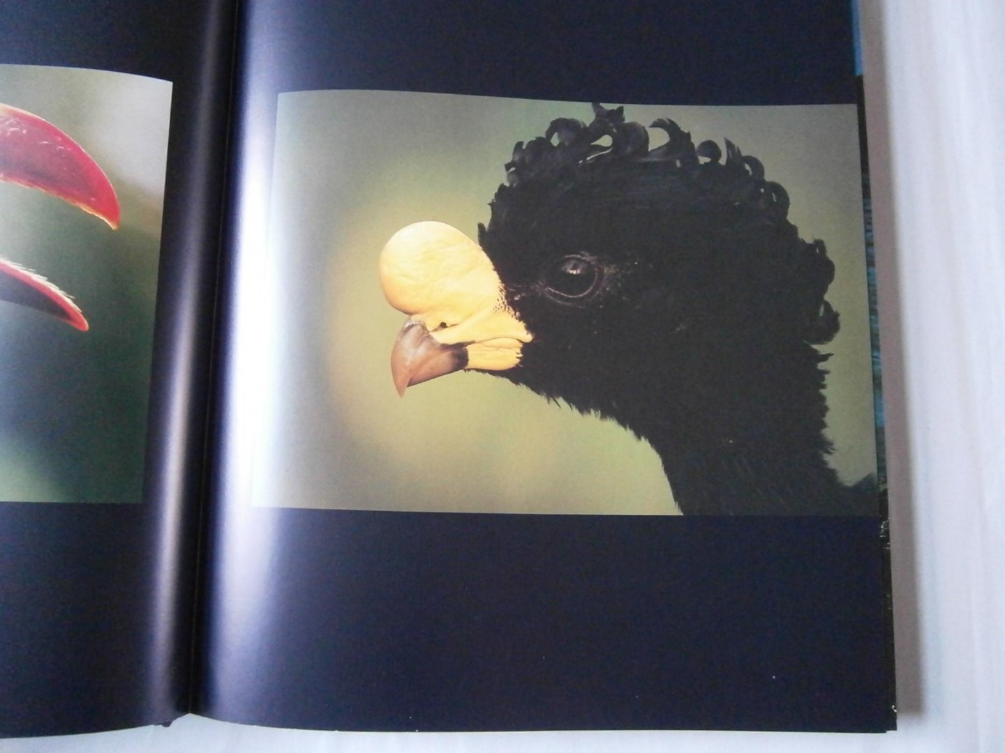 Lanting, Frans, Christine Eckstrom - Oog in oog