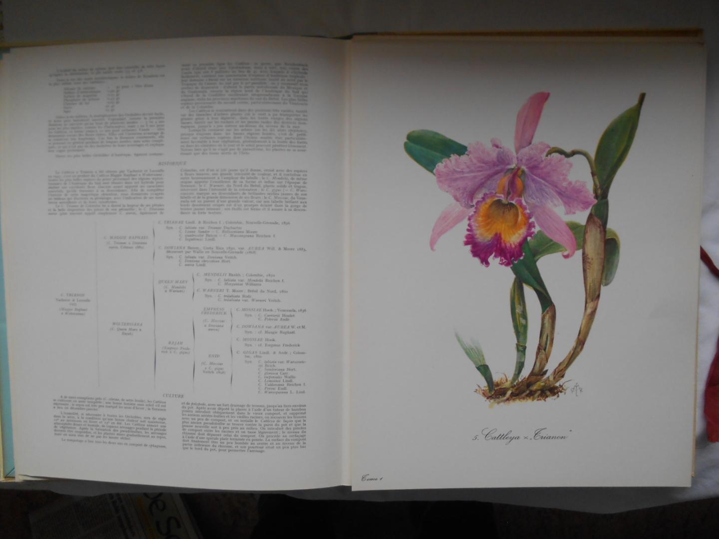 Duvernay, J. M., H. Romagnesi, Rollinant, Madeleine (Aquarelles) - Fleurs des jardins et des serres