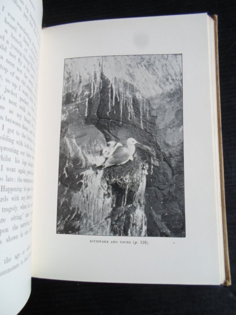 Kearton F.Z.S, Richard - Our Bird Friends, A book for all boys and girls