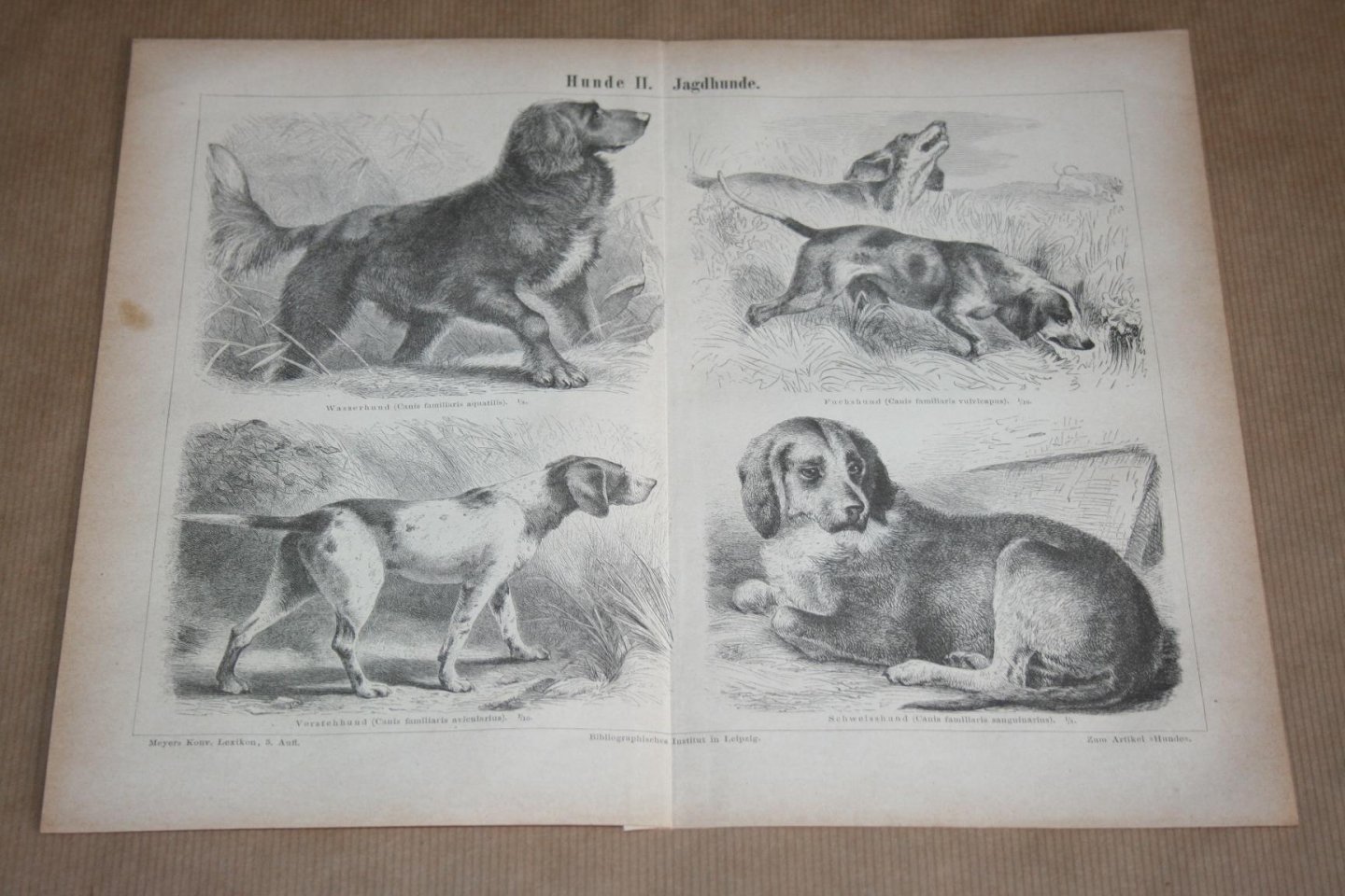  - Antieke prent - Diverse soorten jachthonden - Circa 1875