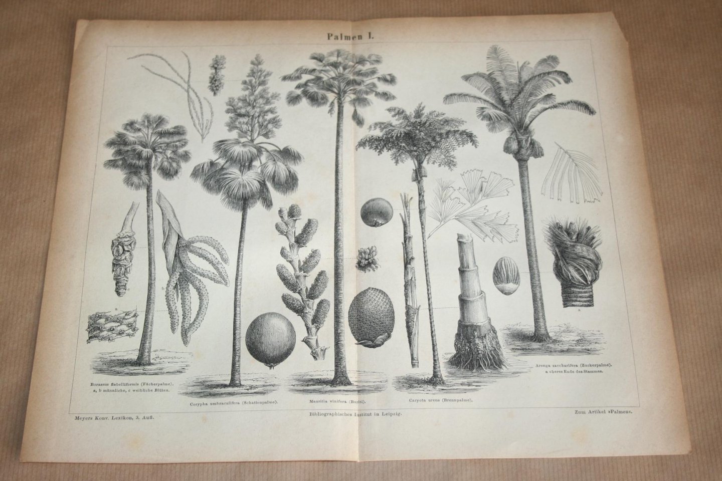  - 2 antieke prenten - Diverse soorten palmen  - Circa 1875
