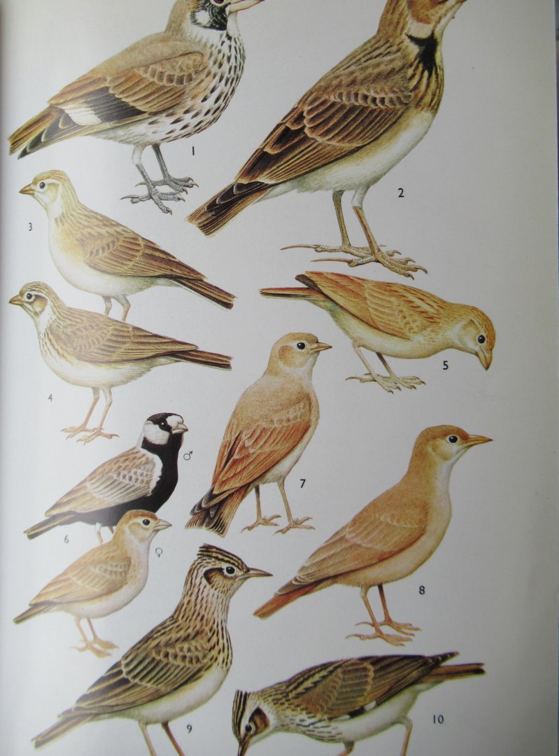 R.D. Etchécopar - F. Huë - Les Oiseaux du Nord de l' Afrique de la Mer Rouge aux Canaries