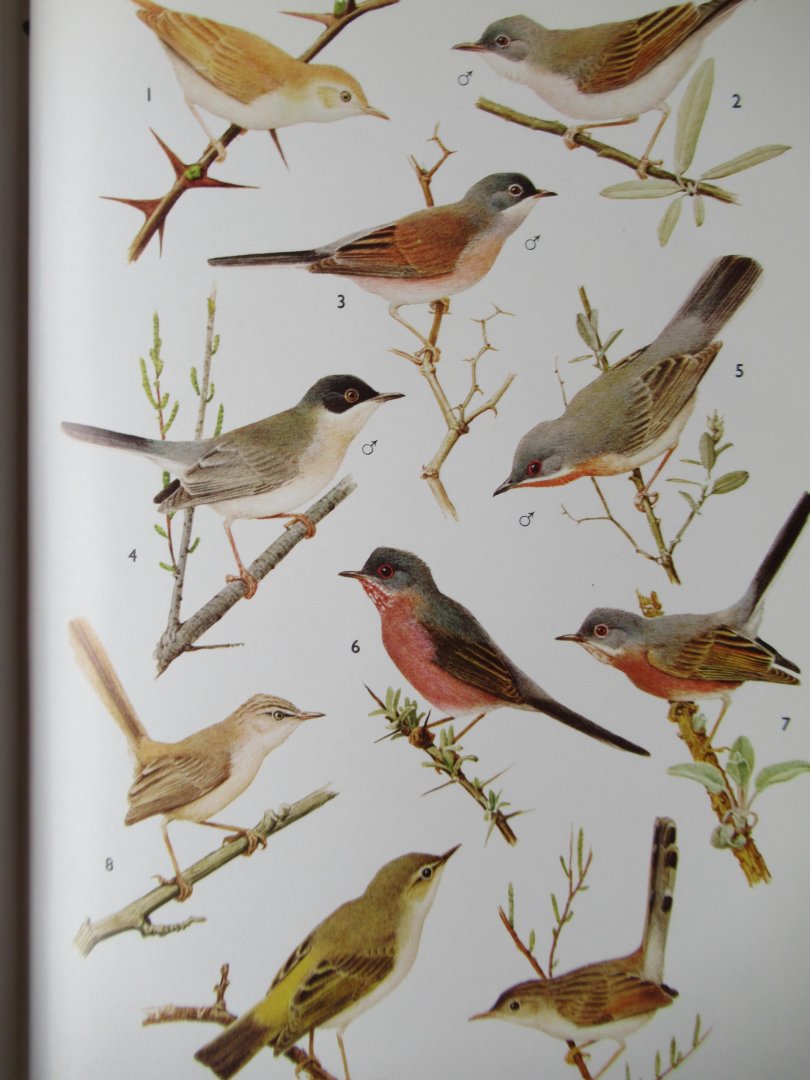 R.D. Etchécopar - F. Huë - Les Oiseaux du Nord de l' Afrique de la Mer Rouge aux Canaries