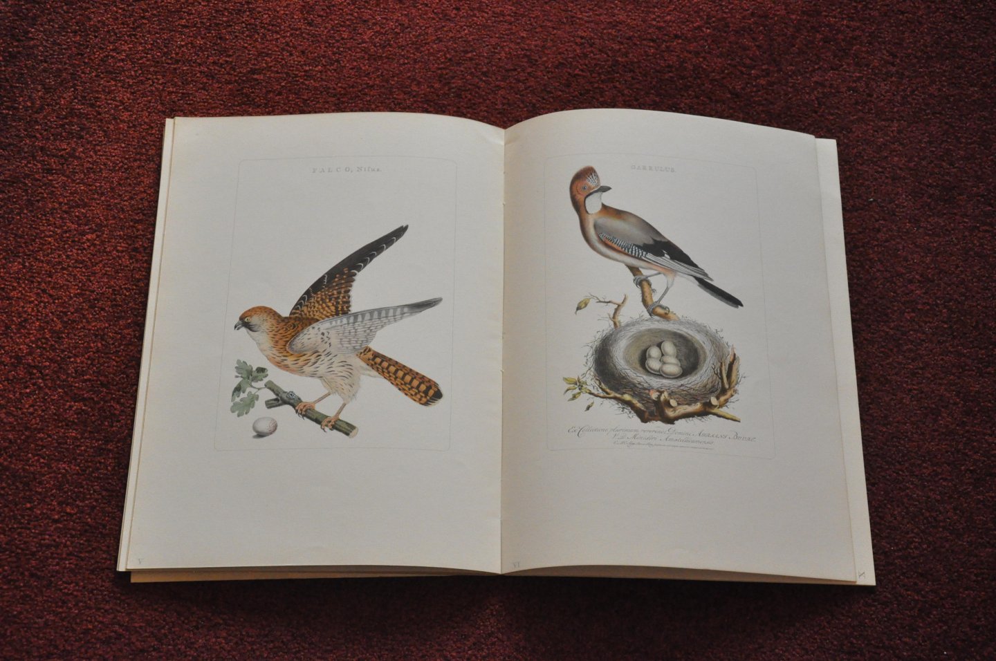 Sepp en Nozeman - Nederlandsche Vogelen 1770 - 1829. Zestien reproducties in kleur naar de fraaiste voorbeelden met een inleiding van Dr. A. Schierbeek