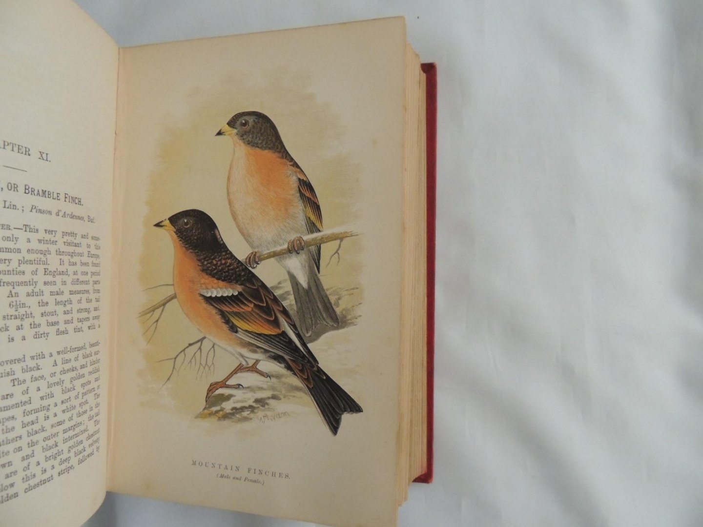 Wallace R L - British Cage Birds : containing full directions for successfully breeding, rearing, and managing the various British birds that can be kept in confinement : illustrated with coloured plates and numberous finely cut Wood Engravings.