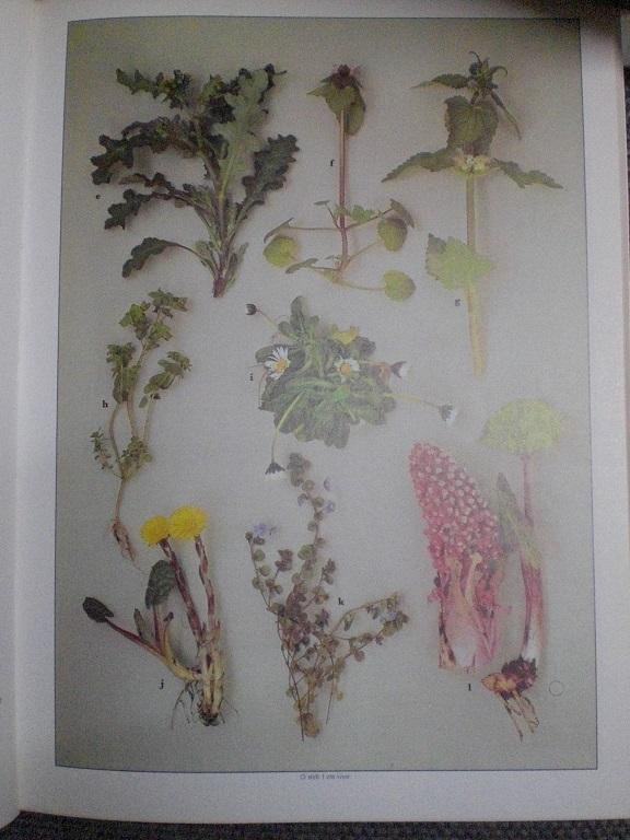 Roger Phillips en Suzette E. Stumpel-Rienks - Wilde bloemen  Meer dan duizend soorten in unieke kleurenfoto's 7e geheel herziene druk