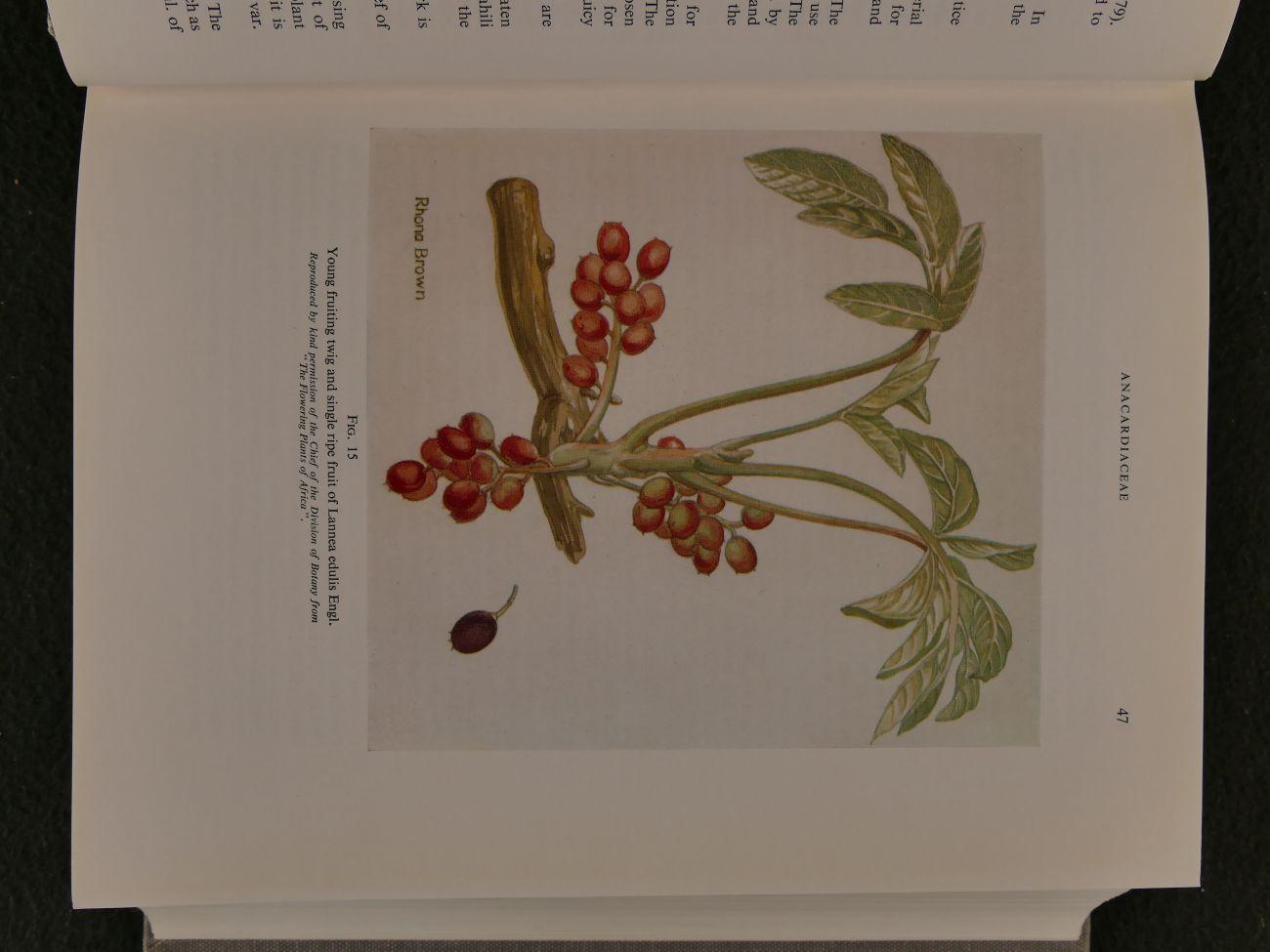 Watt, John Mitchell and Maria Gerdina Breyer-Brandwijk - The medicinal and poisonous plants of southern and eastern Africa: Being An Account Of Their Medicinal And Other Uses, Chemical Composition, Pharmacological Effects And Toxicology In Man And Animal (10 foto's)