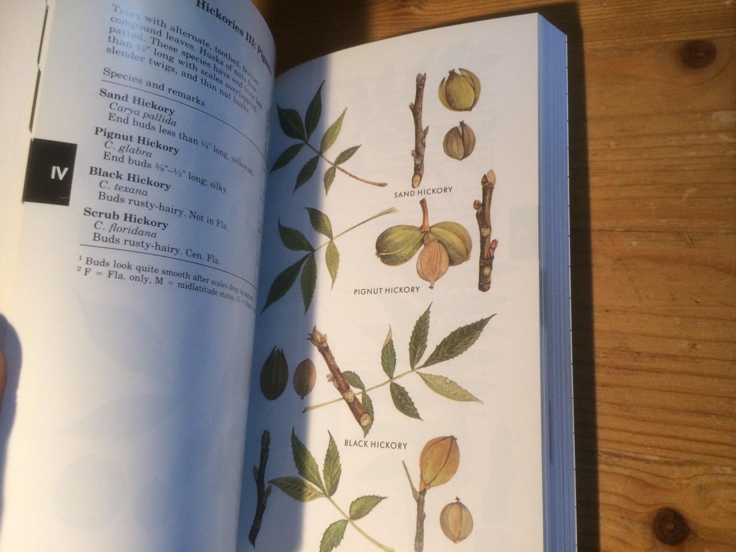 Petrides, George A - Eastern Trees - Peterson Field Guides no 11
