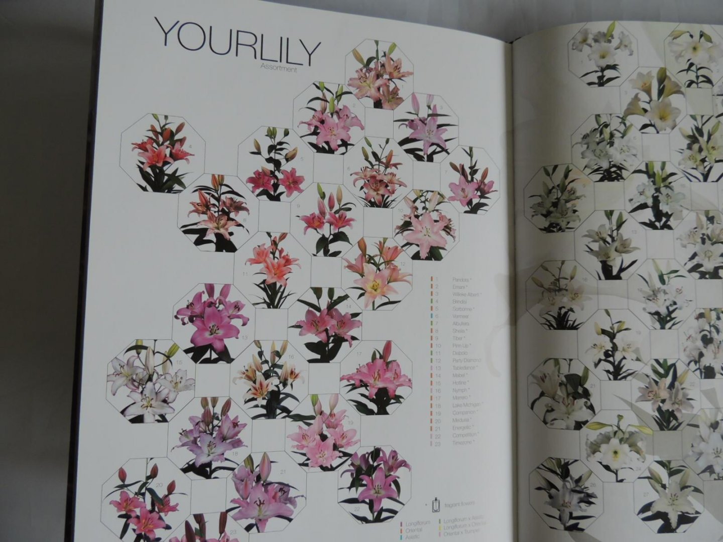 YOUR LILY TEAM - YOURLILY full of inspirations and pure authentic nature = prachtig fotoboek