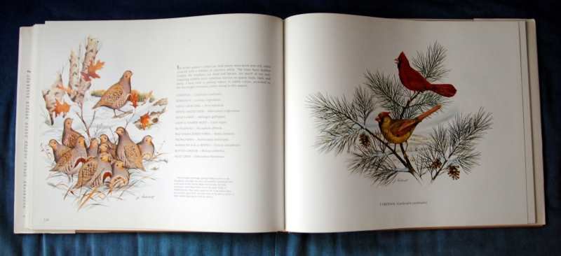 Lockhart, James tekst en paginagrote illustraties in kleur - Wild America / A collection of drawings & paintings of North American wildlife