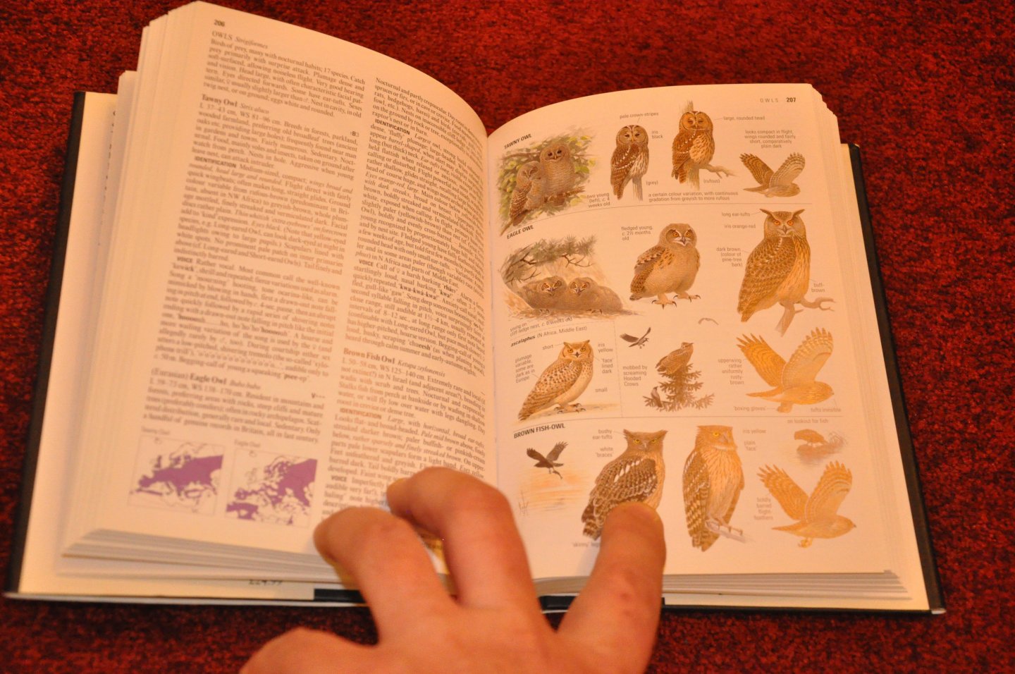Mullarney, Killian / Svensson, Lars / Zetterström, Dan / Grant, Peter J. - Collins Bird Guide - The most complete field guide to the birds of Britain and Europe