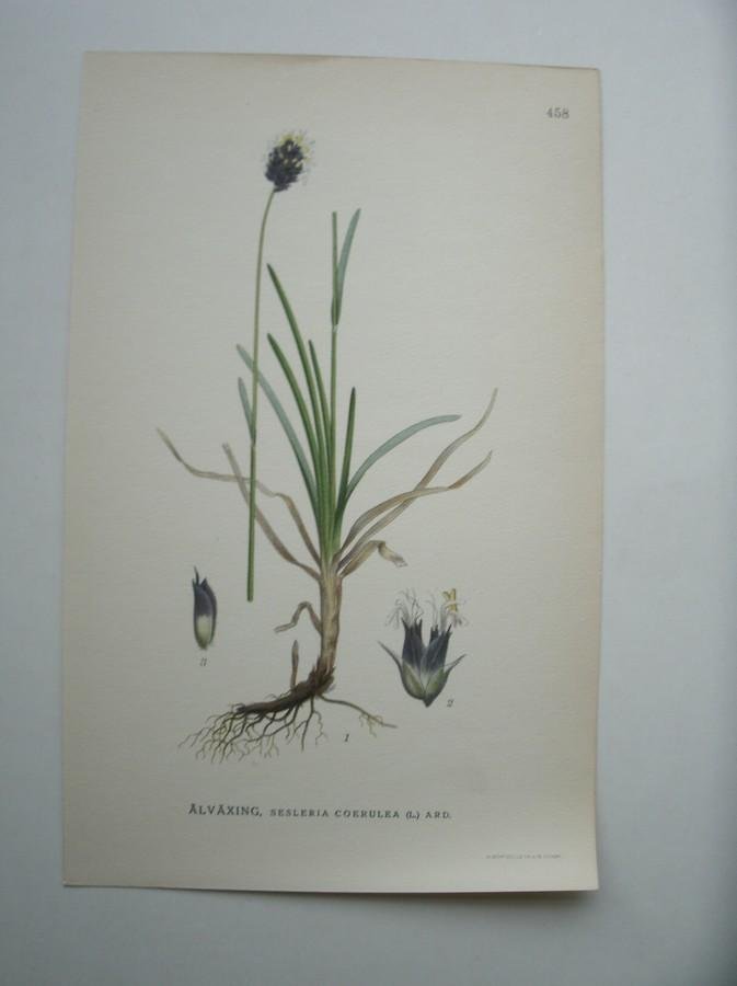 antique print (prent) - Alvaxing, sesleria coerulea (l.) ard. (Blauwgras).