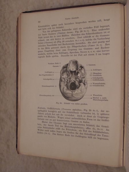 Kollmann J. - Plastische Anatomie des menschlichen Körpers. Ein Handbuch für Künstler und Kunstfreunde.