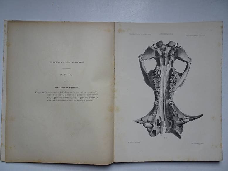 Pomel, A.. - Paléontologie monographies/ les hippopotames; carte géologique de l'Algérie.