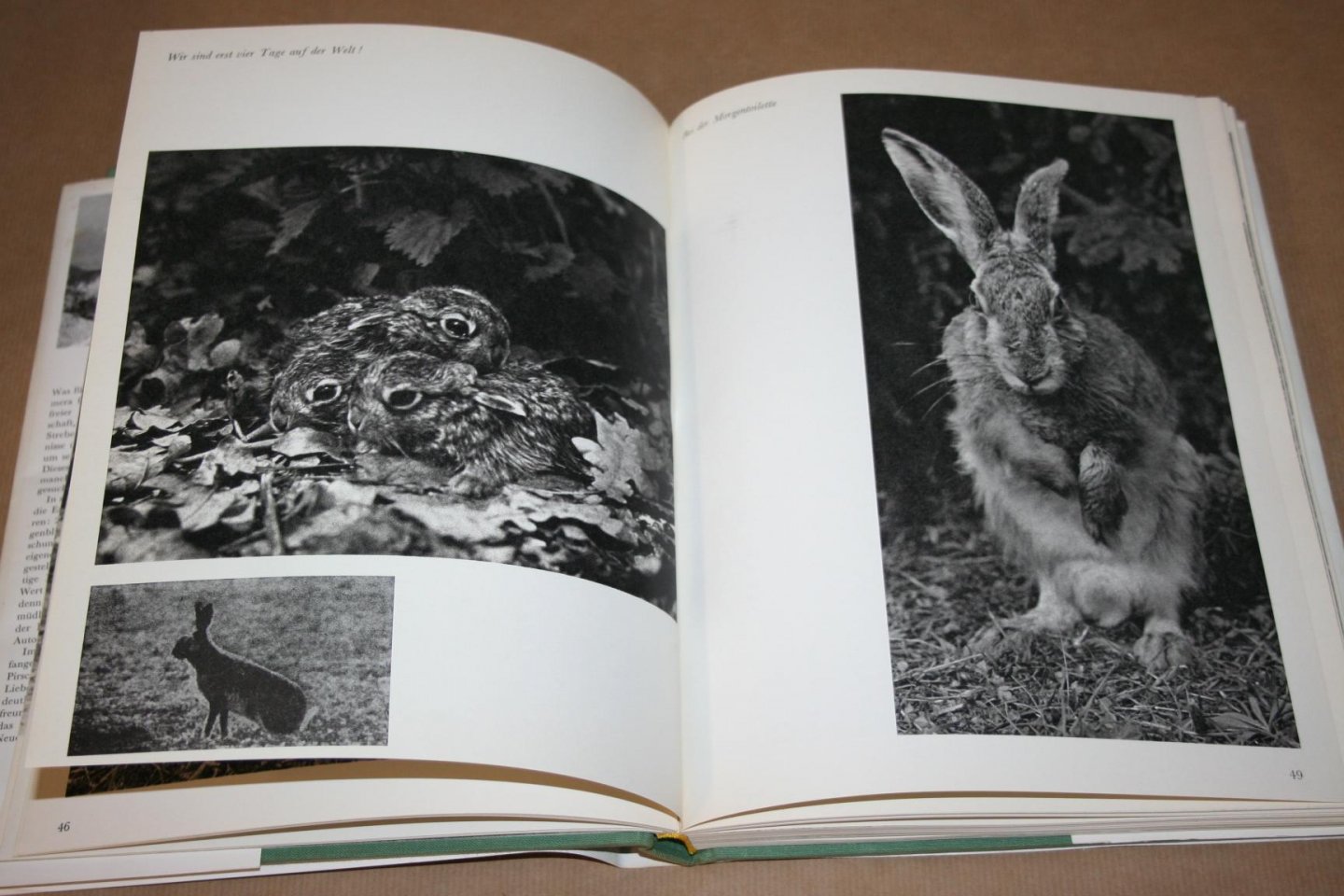 Jaroslav Holecek - Die stille Jagd -- Mit der Kamera auf der Pirsch