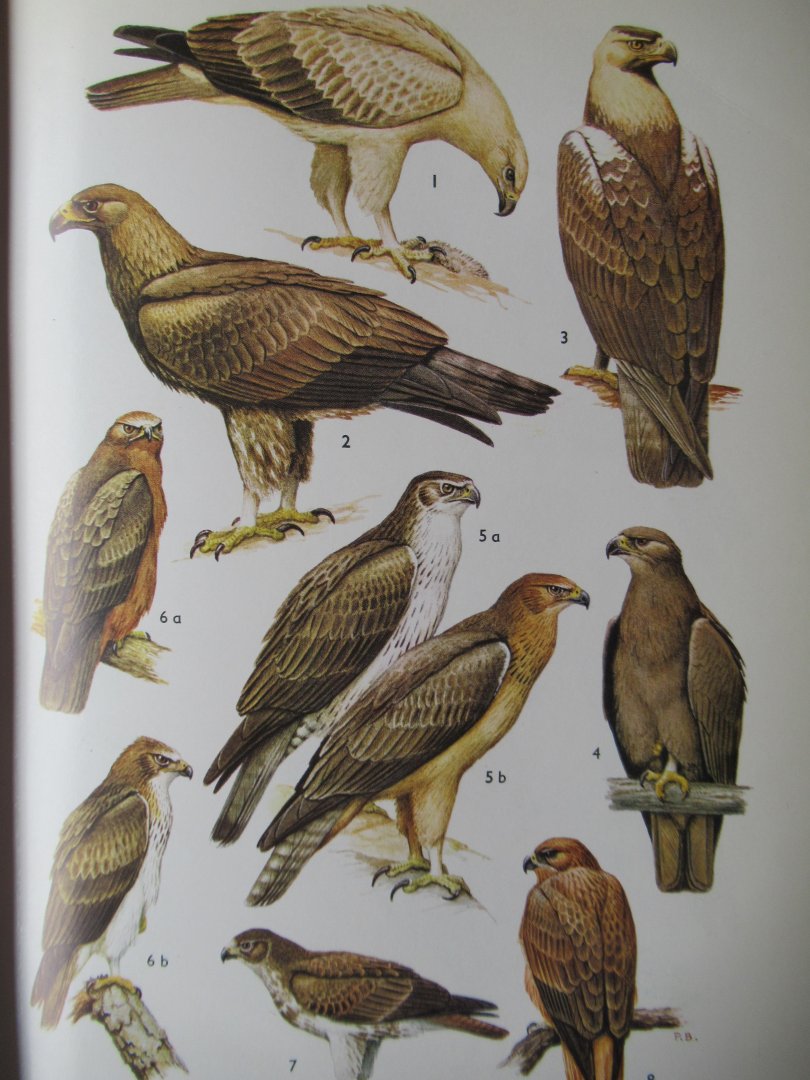 R.D. Etchécopar - F. Huë - Les Oiseaux du Nord de l' Afrique de la Mer Rouge aux Canaries