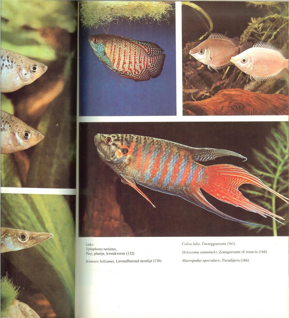 Frey, Hans  en herzien door A. van den Nieuwenhuizen ..   Tekeningen waterplanten Ernst Halwass   Vertaling en bewerking Dr. B Hubert en A. Hubert - de Niet - Het grote Aquariumboek .. Met prachtige foto's  16 platen en heel  veel mooie kleuren foto, vis plezier voor uren