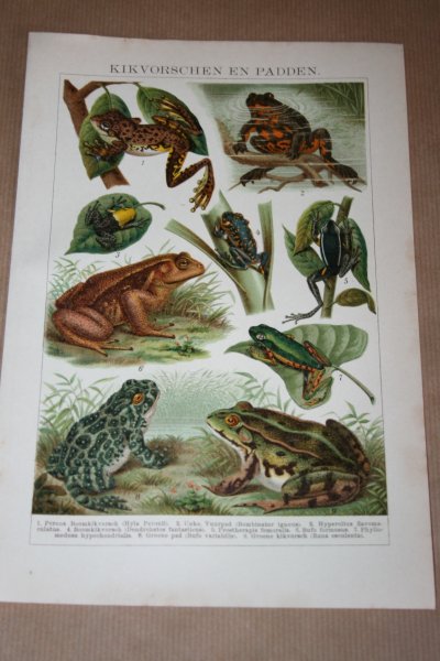  - Antieke kleuren lithografie - Kikkers en padden - circa 1905