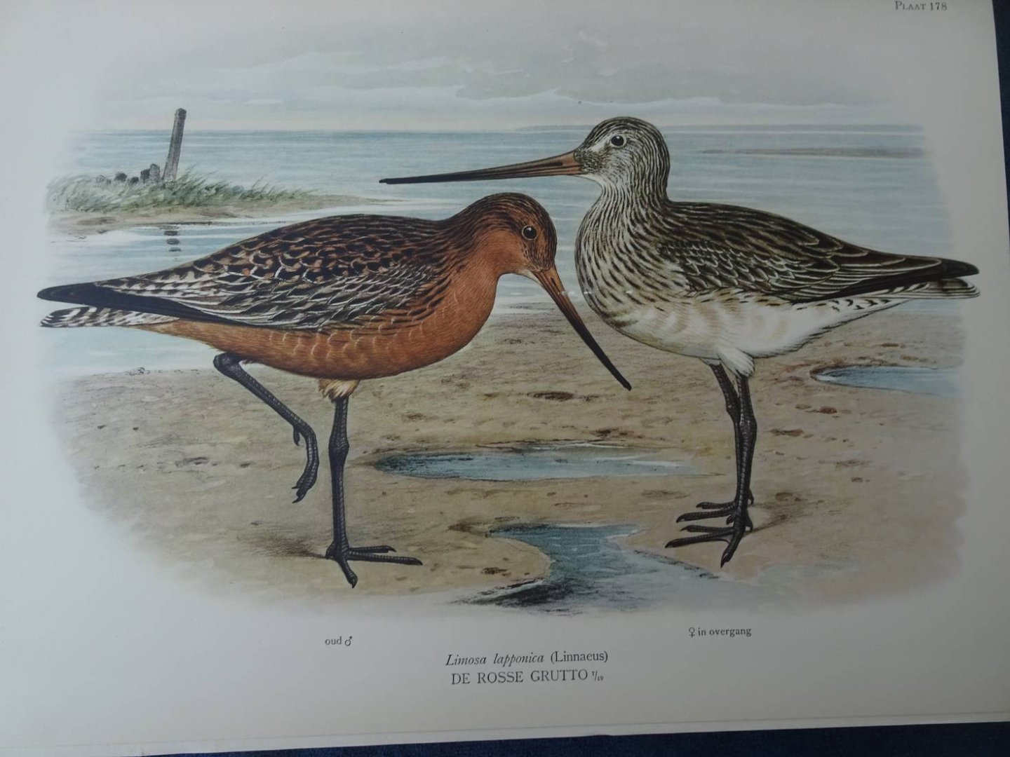 Oort, E.D. van. - Ornithologia Neerlandica. De vogels van Nederland.