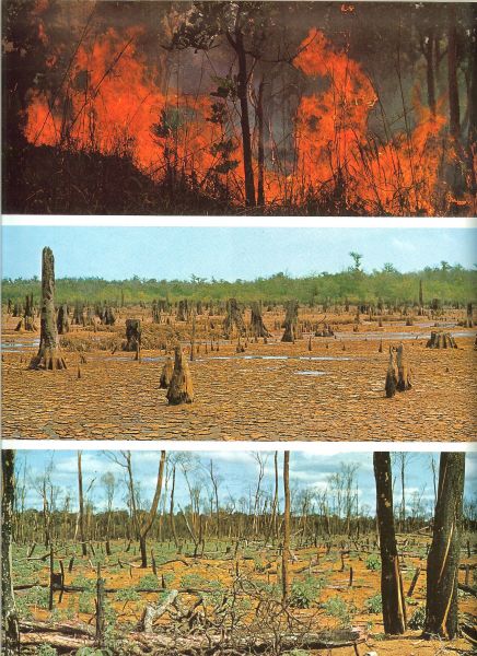 Kümmerly Walter ... De welzijnswerkingen van het bos door Ir.J.J.Westra - Bos & Bomen ... Boreale naaldbossen en tropische wouden, Sparrenbos met dwergberken Alaska. Troika,driespanslede in het Siberische oerwoud. Lianen in het Zuidamerikaanse regenwoud en Epifyten in het braziliaanse oerwoud