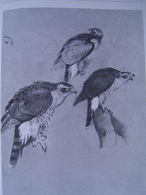 John Savory - George Lodge artist naturalist