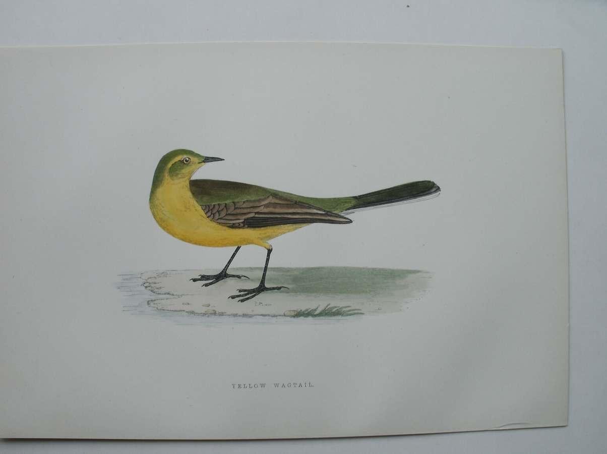 antique print (prent). - Yellow Wagtail. Antique bird print. (Gele Kwikstaart).