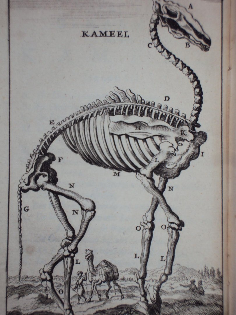 Cornelius van Dyk - Osteologia of nauwkeurige geraamt beschryving van verscheyde dieren