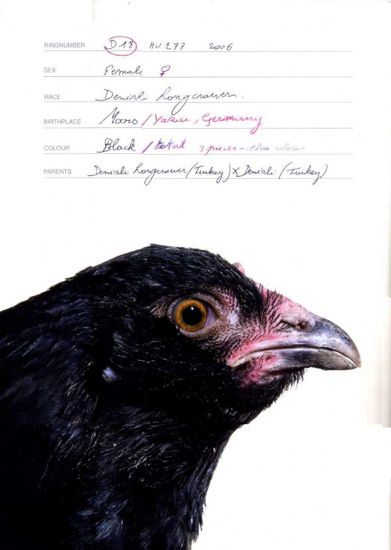 Vanmechelen, Koen - The Accident. Chronicles of The Cosmopolitan Chicken.