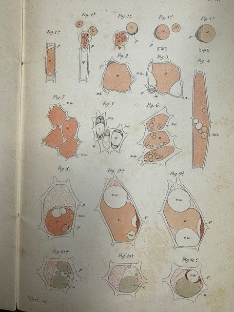 WENT F.A.F.C., - De jongste toestanden der vacuolen. Academisch proefschrift ter verkrijging van den graad van Doctor in de Plant- en Dierkunde 2 October 1886 des namiddags te 3 ure