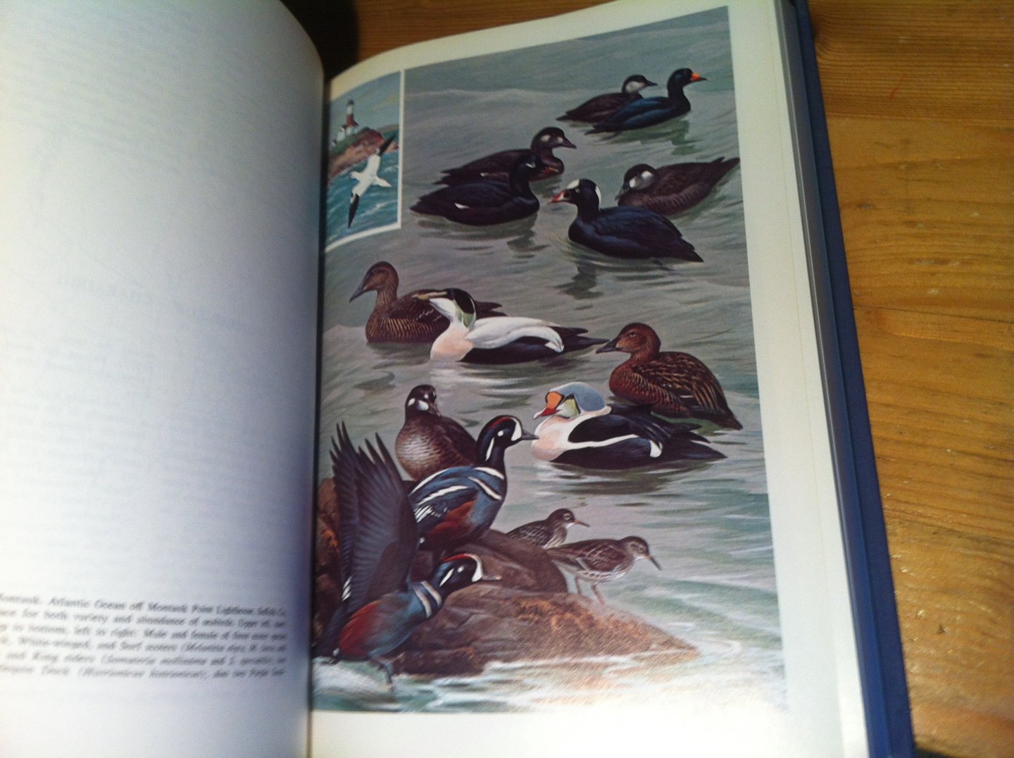 Bull, John - Birds of New York State