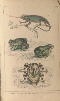  - Goldsmith's History of Fishes, Reptiles and Insects; With Numerous Original Notes. The Illustrations coloured in a superior Style.