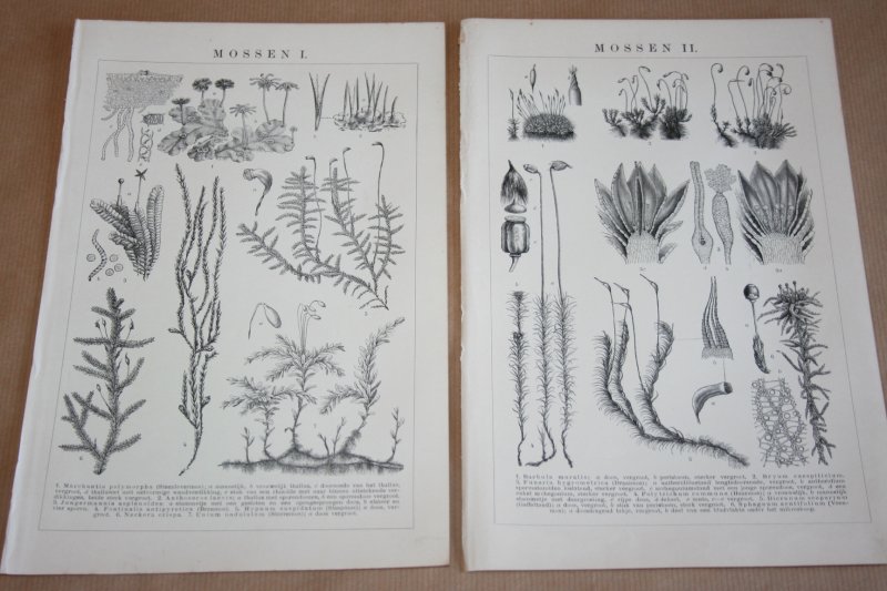  - 2 oude prenten - Mossen - circa 1900