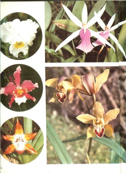 Hoek, K.A. van den en Wim Neven - Het Exotische Plantenrijk  - De wonderlijke natuur