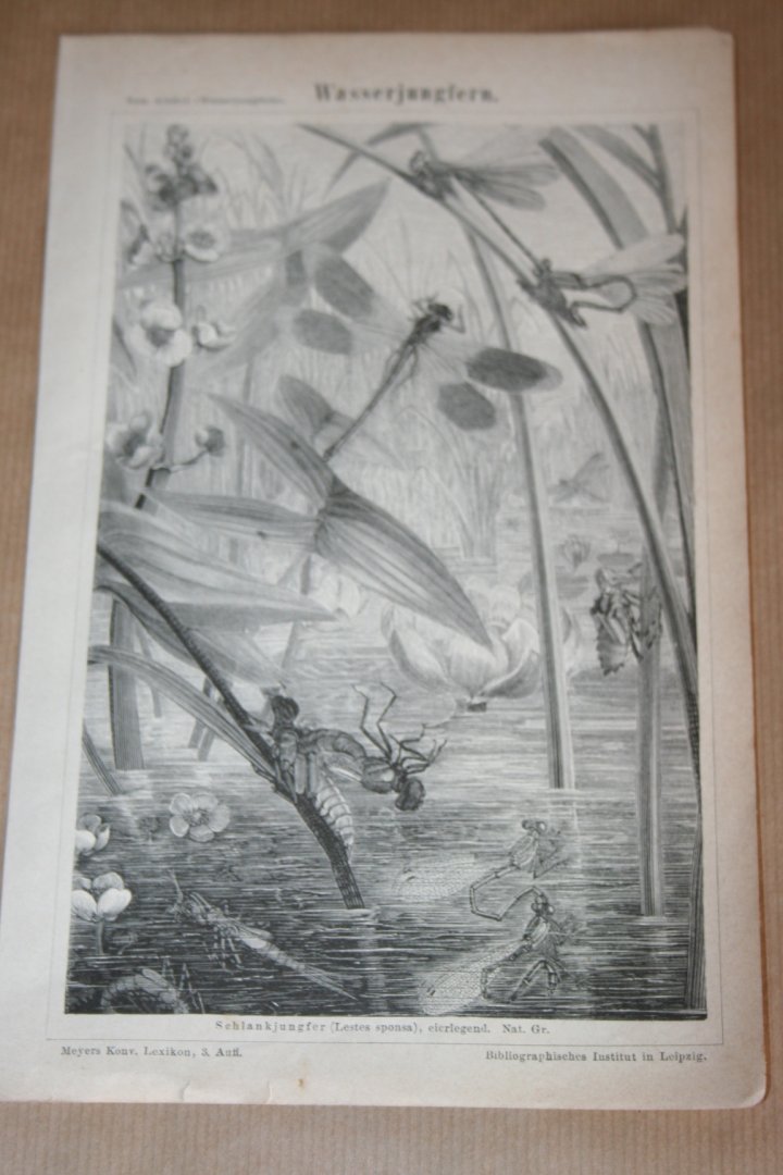  - Antieke prent - Libellen - Circa 1875